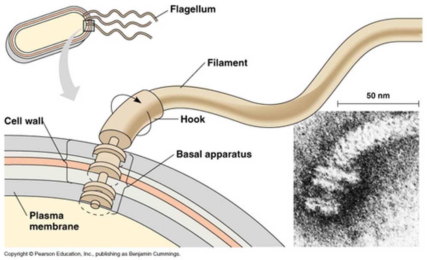 <p>longer projections that propel the prokaryotic cell through its liquid environment</p>