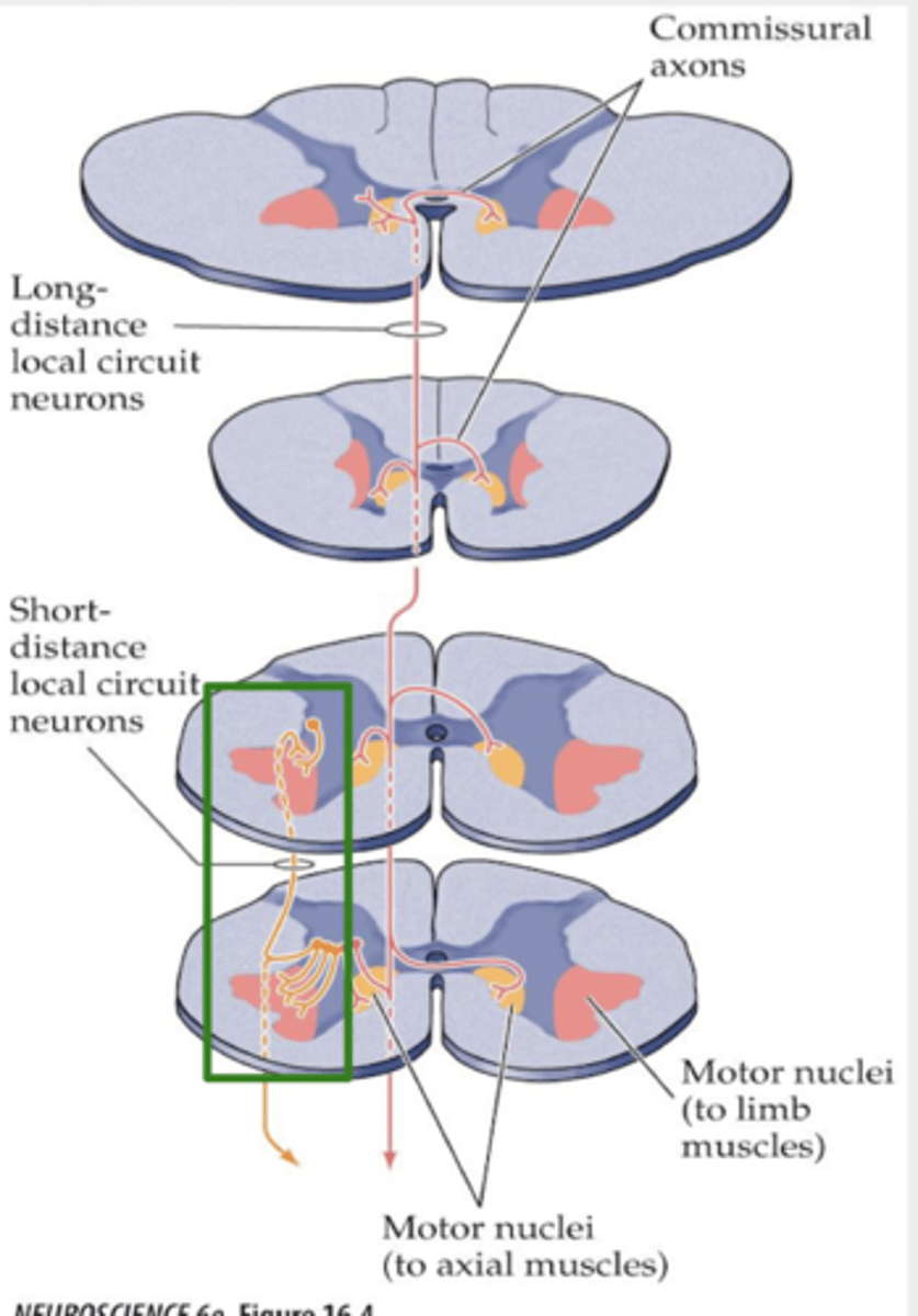 <p>Networks sending motor commands from the brain to control lower motor neurons in the spinal cord.</p>