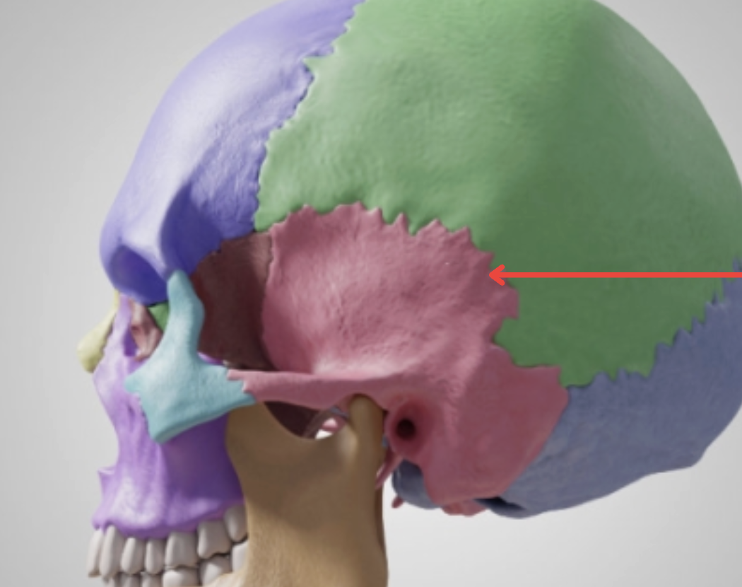 <p>Squamosal suture connects?</p>