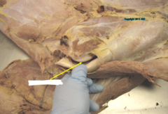 <p>DONT HAVE TO ID BUT WILL HAVE TO KNOW TOPICAL OUTLINE ON SURFACE OF ANIMAL</p>
