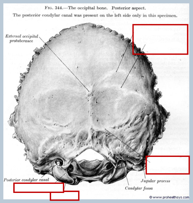 <p>occipital bone - fill in the blanks</p><p>ectocranial, pposterior view</p>