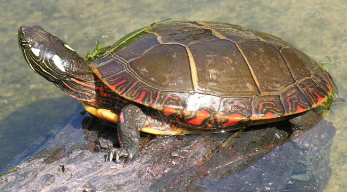 <p>Painted Turtle (<em>Chrysemys picta</em>)</p>