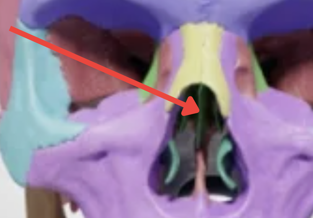 <p><span style="background-color: transparent;">(part of nasal septum)</span></p>