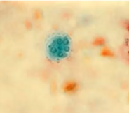 <p><span style="background-color: rgba(0, 0, 0, 0); line-height: 19.7625px;">What is the species in this photo and WHY?</span></p>