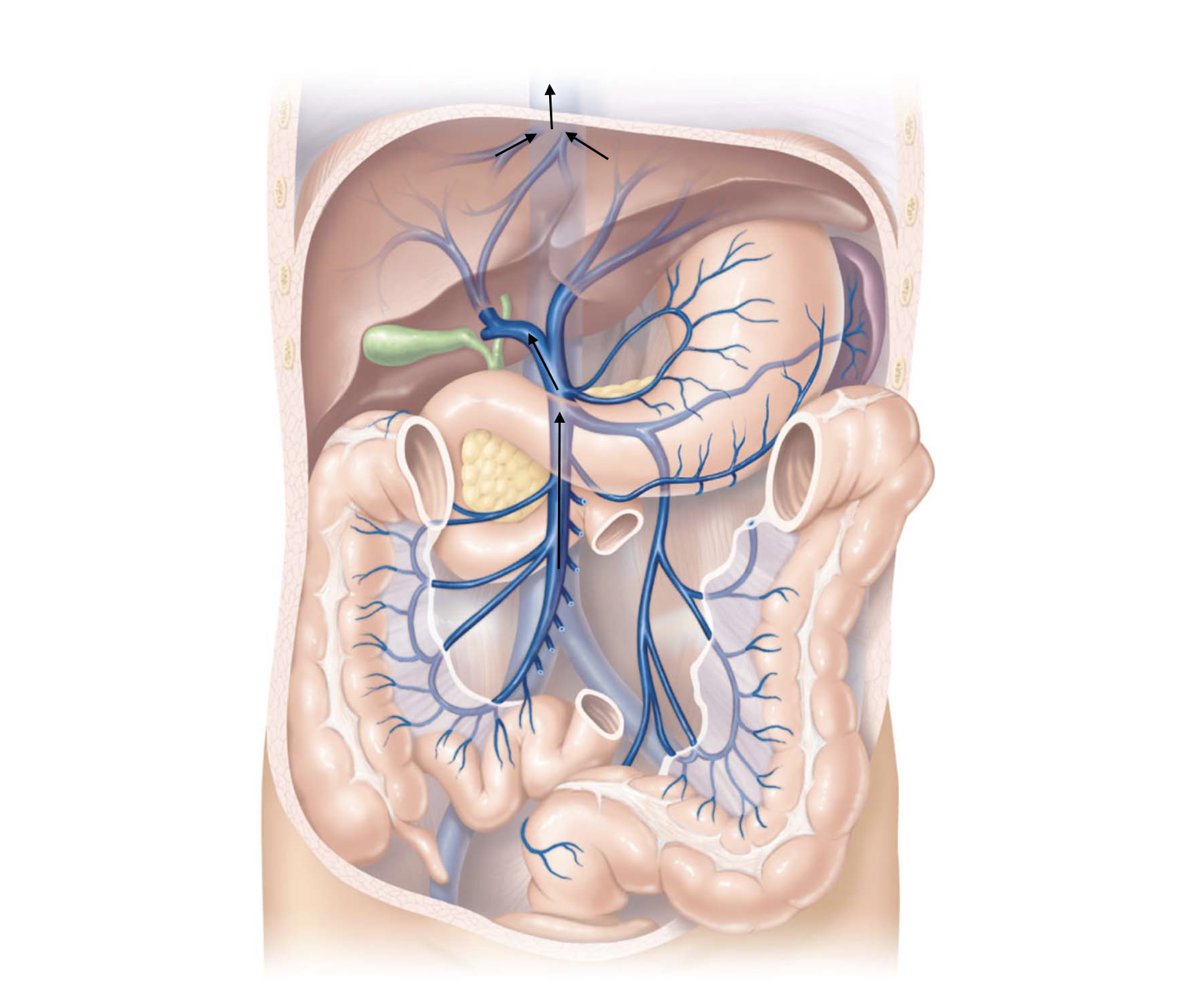 <p>Small Intestine Pathway</p>