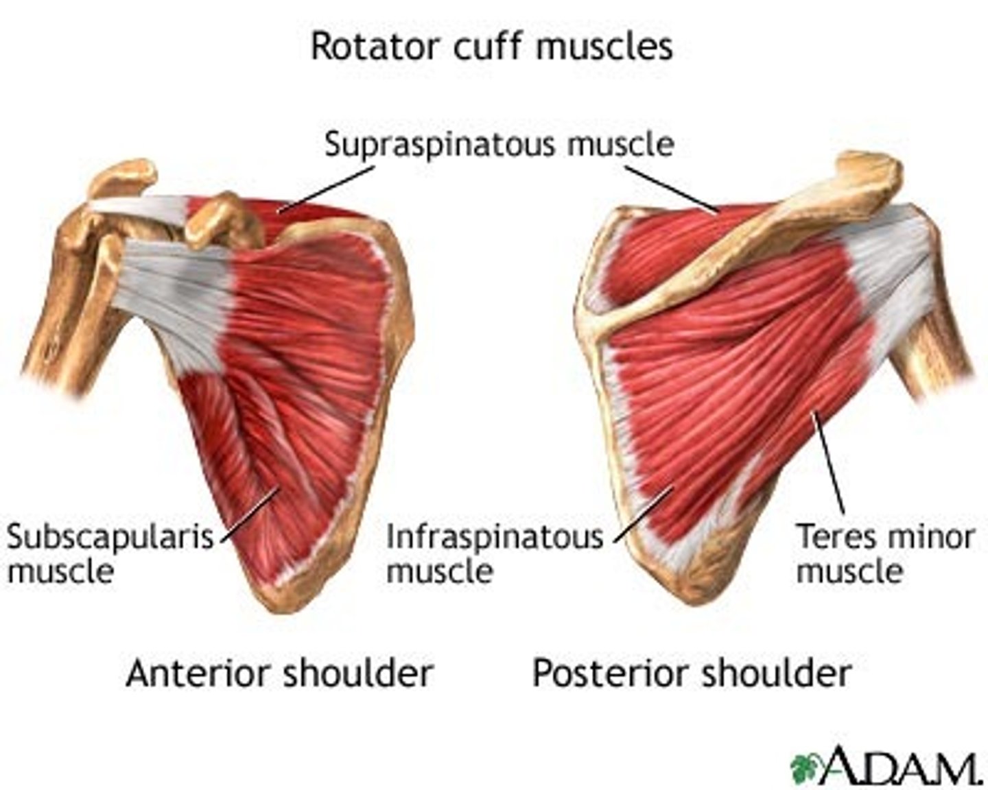<p>supraspinatus, infraspinatus, teres minor, subscapularis</p>