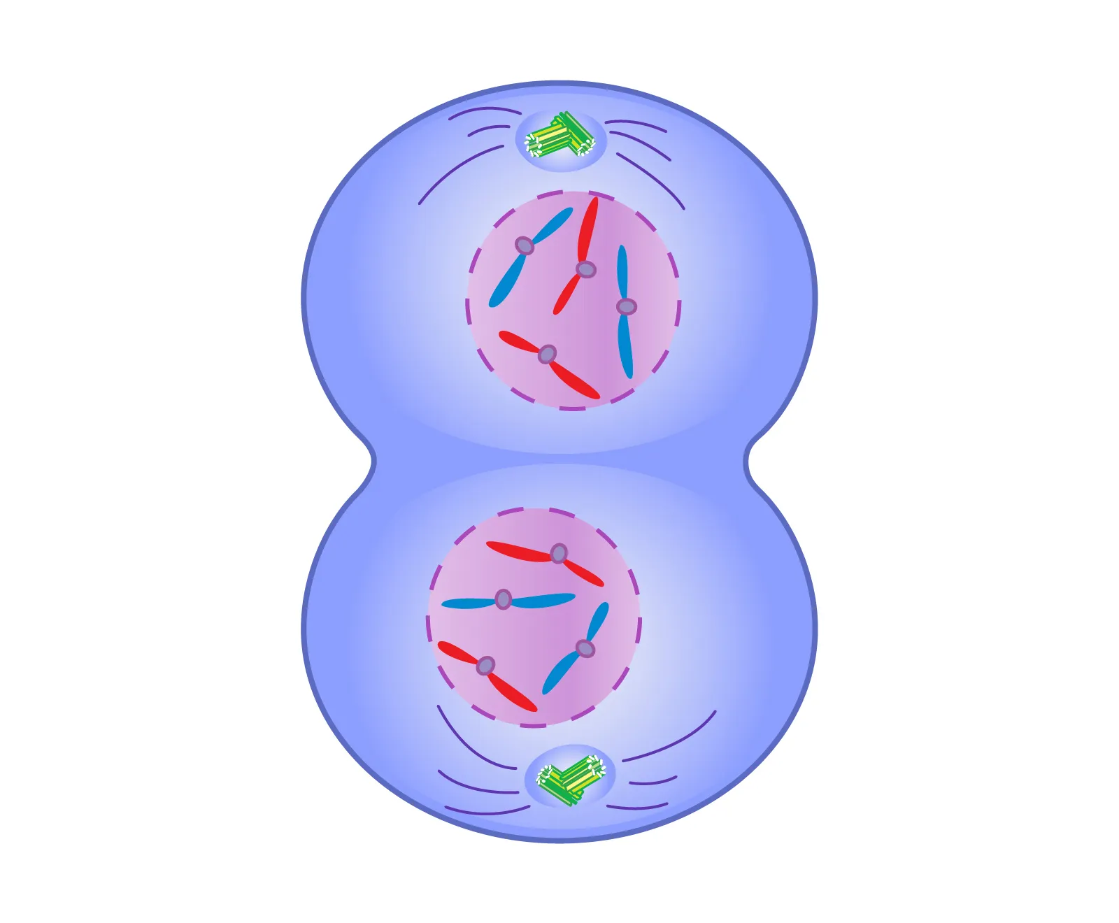 <ul><li><p>Chromosomes collecting as they near their respective poles</p></li><li><p>Daughter cells return to their interphase condition</p><ul><li><p>Nuclear envelope reforms</p></li><li><p>Chromosomes disperse until they disappear from view under microscope</p></li></ul></li></ul><p></p>