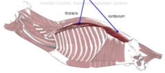<p>What muscle is shown?</p>