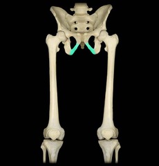 <p>Genital region</p>