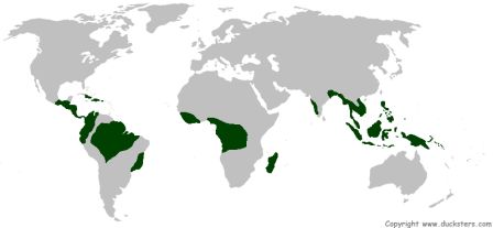 <p>Tropical rainforest</p>