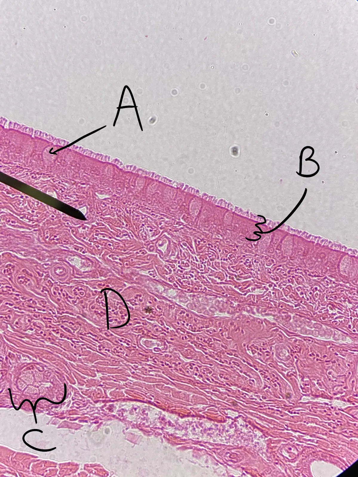 <p>What is “D”?</p>