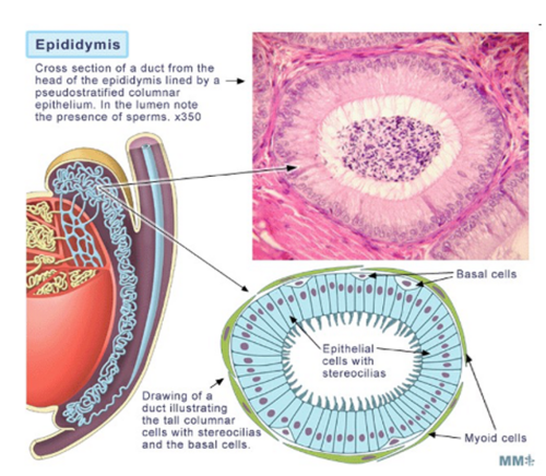 <p>Highly coiled tubule with tall columnar epithelium and stereocilia</p><p>Highly coiled to provide long tubule length for sperm maturation within the space</p><p>Concentrates sperm and induces motility and fertilisation competence</p><p>Acidic to maintain sperm in inactive state for maturation</p>