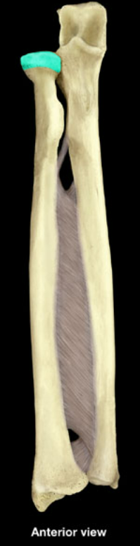 term image