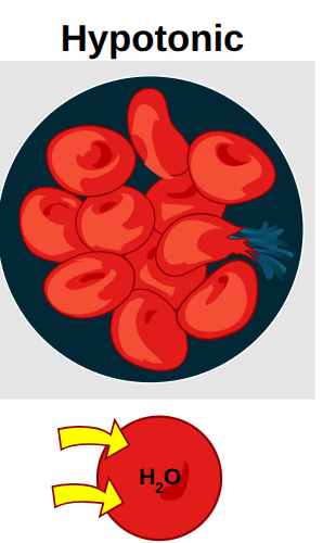 <p>What does hypotonic mean?</p>
