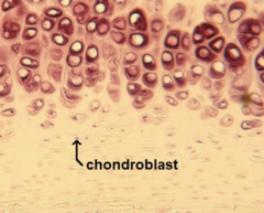 <p>cell type; tissue type</p>