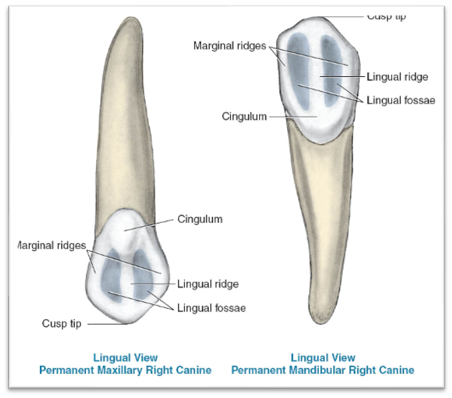 <p>cingulum and marginal ridges</p><p>lingual ridge</p>