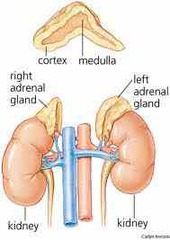 <p>located on top of the kidneys.</p><p>Epinephrine and norepinephrine- target heart, blood vessels, liver and lungs, increase heart rate, increase blood sugar</p>