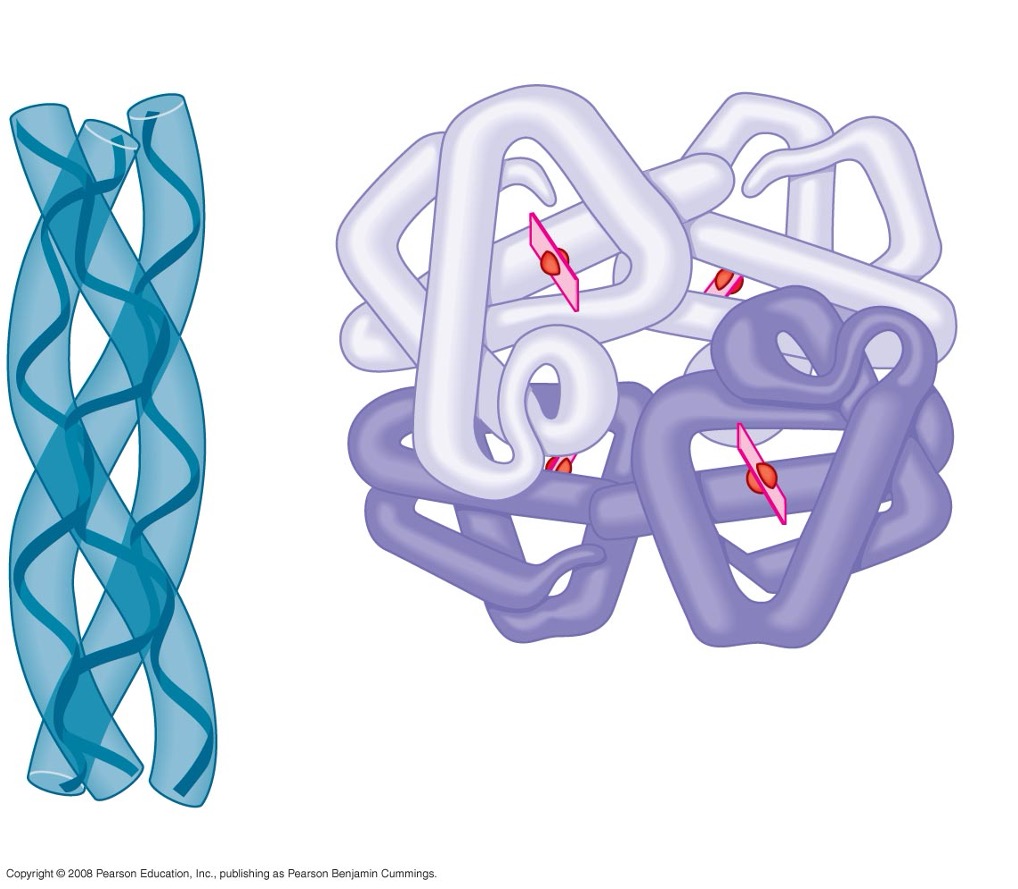 <p>interactions of several peptide chains to make a single protein</p><ul><li><p>forms overall structure</p></li><li><p>aggregation of polypeptide chains together</p></li><li><p>ex: 3 collagen polypeptide chains wound together in a rope shape, bound by the quaternary structure of polypeptide chains</p></li><li><p>influence on function: healthy hemoglobin vs sickle cell hemoglobin = one molecular substitution effects ability to form quaternary protein structure and leads to clumping instead of twisting and curling around each other </p></li></ul><p></p>