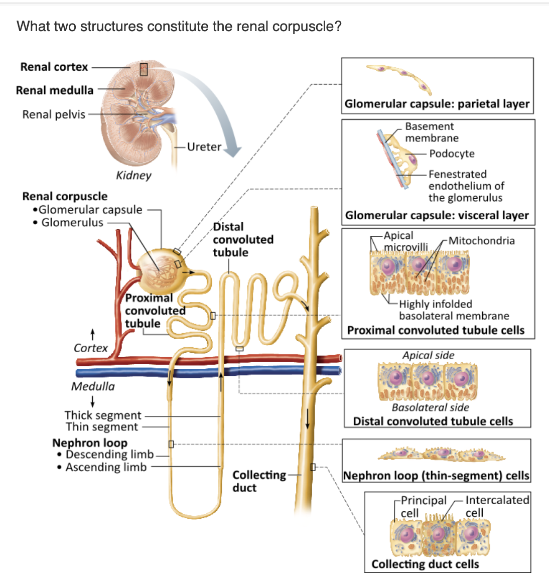 <table style="min-width: 25px;"><colgroup><col style="min-width: 25px;"></colgroup><tbody><tr><td colspan="1" rowspan="1" style="margin: 0px; padding: 0.3em; position: relative;"><p>proximal convoluted tubule and nephron loop &nbsp; &nbsp; &nbsp; &nbsp;</p></td></tr><tr><td colspan="1" rowspan="1" style="margin: 0px; padding: 0.3em; position: relative;"><p>renal tubule and collecting duct &nbsp; &nbsp; &nbsp; &nbsp;</p></td></tr><tr><td colspan="1" rowspan="1" style="margin: 0px; padding: 0.3em; position: relative;"><p>glomerulus and renal tubule &nbsp; &nbsp; &nbsp; &nbsp;</p></td></tr><tr><td colspan="1" rowspan="1" style="margin: 0px; padding: 0.3em; position: relative;"><p>glomerulus and glomerular (Bowman's) capsule &nbsp;</p></td></tr></tbody></table><p></p>