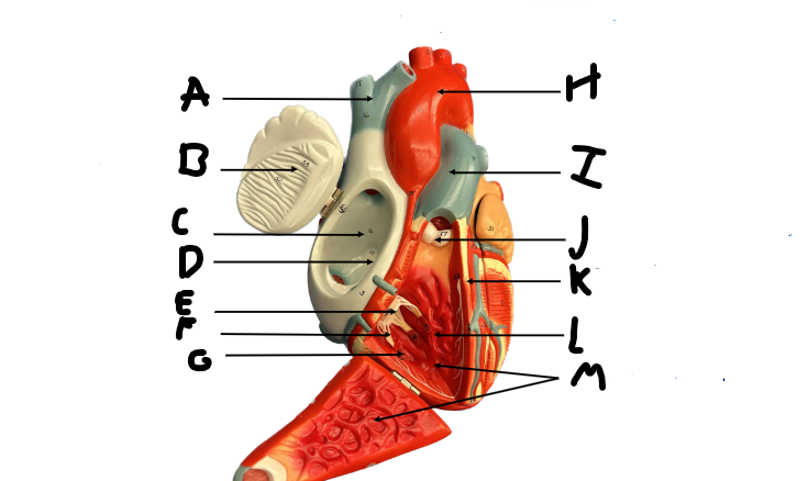 <p>M</p>