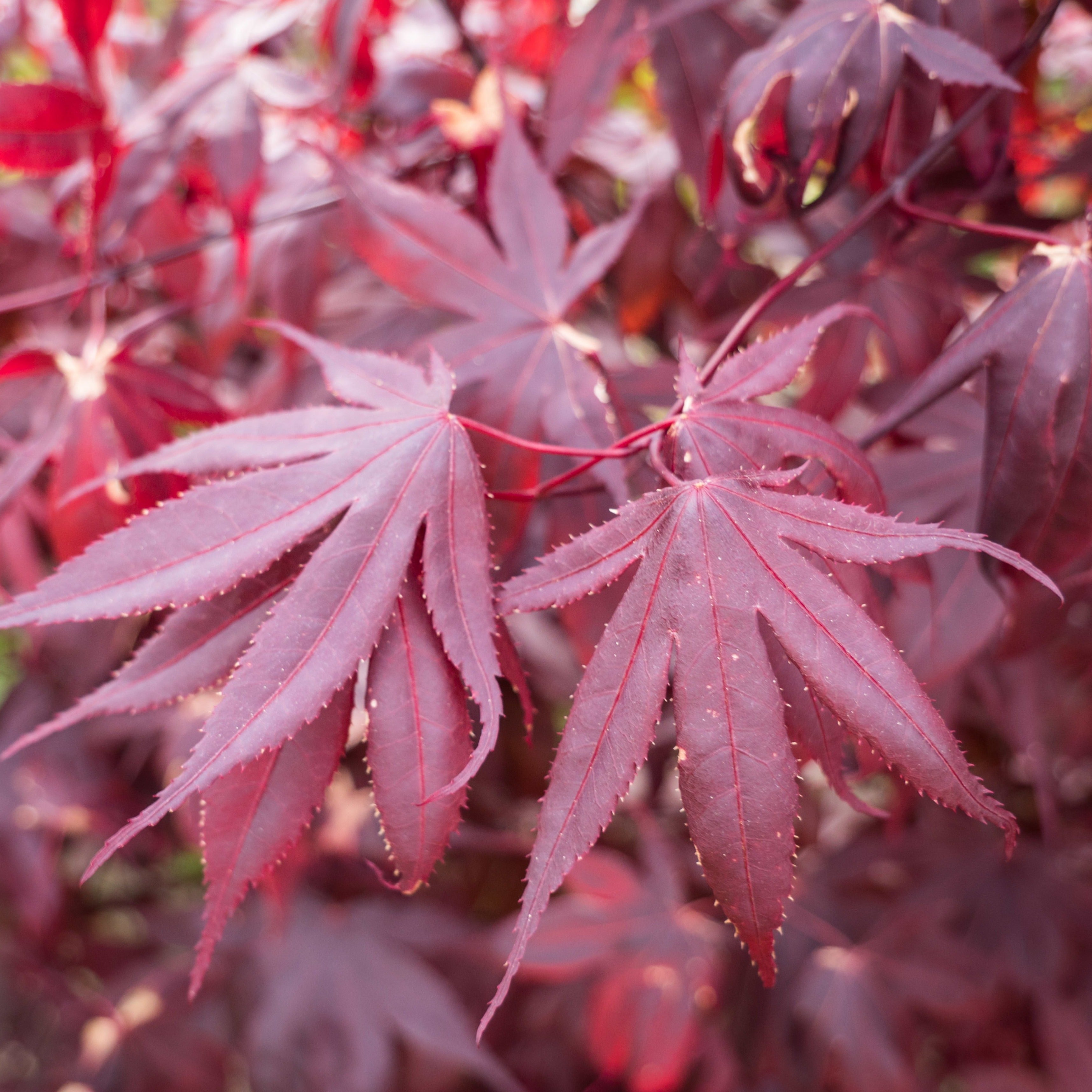 <p>Acer palmatum, bloodgood japanese maple, sapindaceae</p>