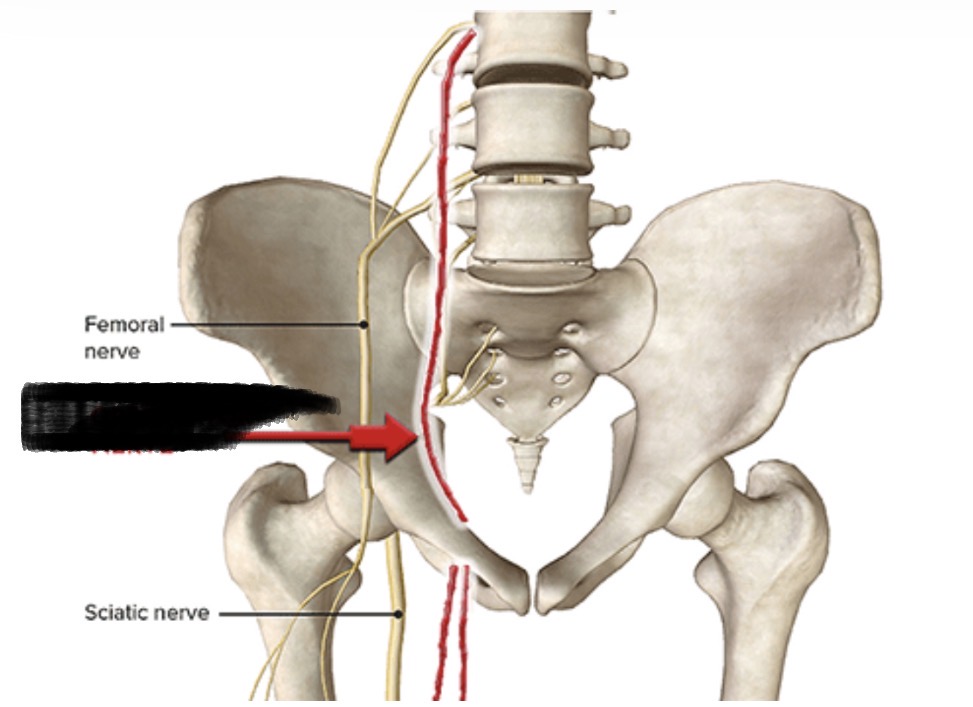 <p>peripheral nerve originating from the lumbar plexus (spinal roots L2, L3, and L4) that provides motor control to the inner thigh adductor muscles and sensory innervation to the medial thigh skin and hip/knee joints.</p>