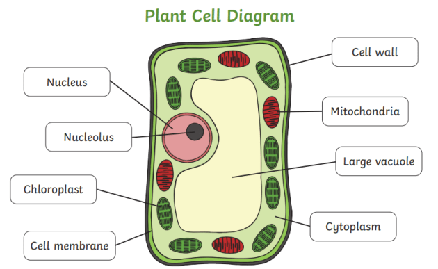 <p>A rigid outer layer made of cellulose that protects plant cells, maintains shape, and prevents bursting from excessive water.</p>