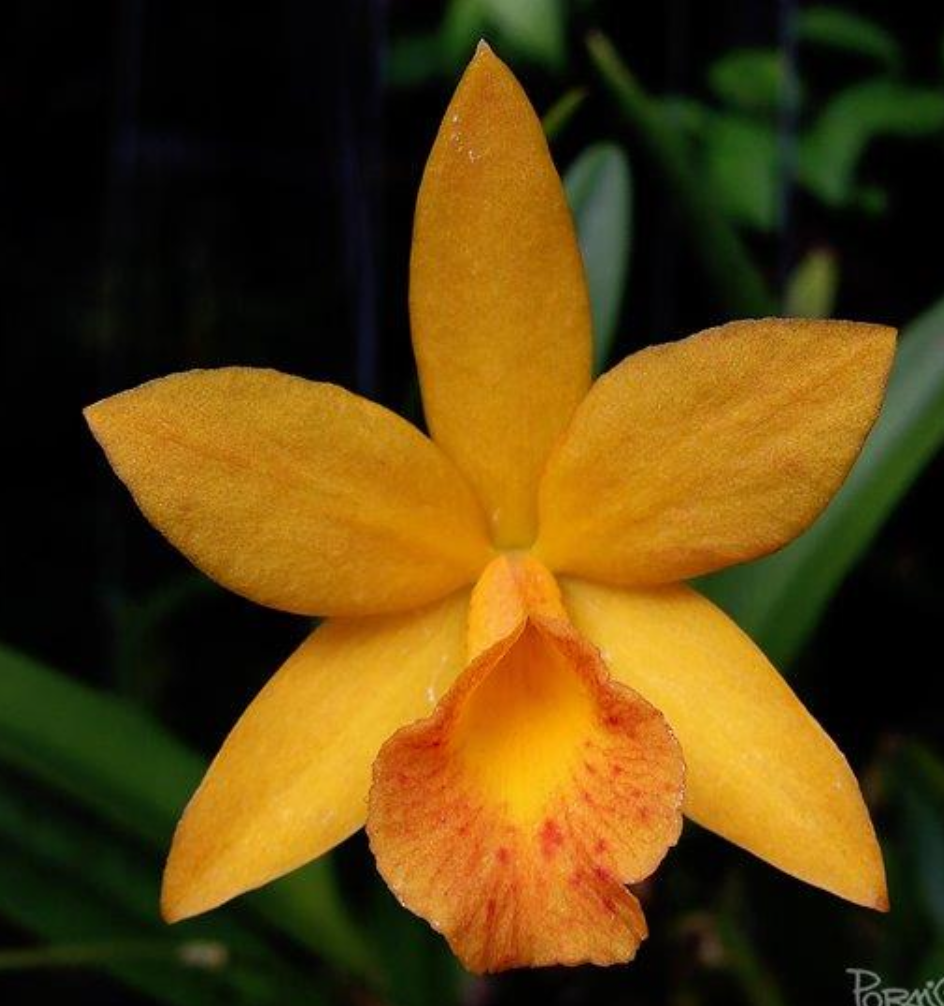 <p>What kind of</p><p class="p1">symmetry does</p><p class="p1">this flower have?</p>