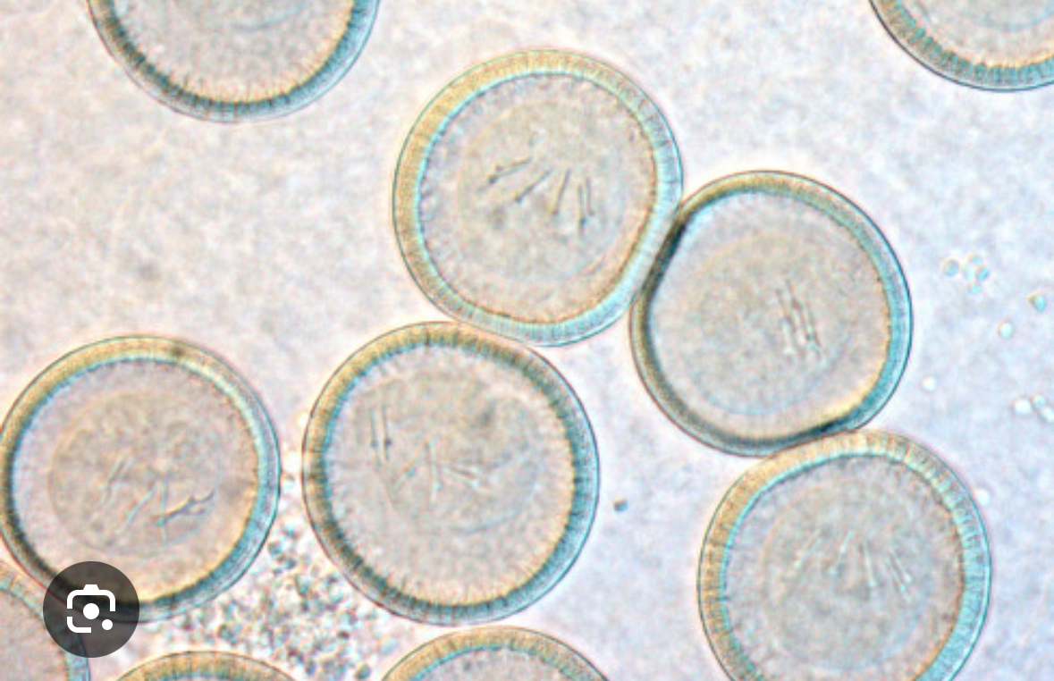 <p>Echinococcus multilocularis</p>