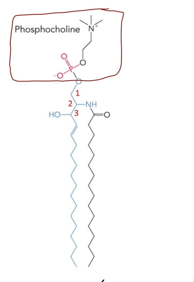 <p>Sphingomyelin (sphingophospholipids)</p>