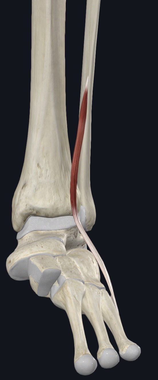 <p>Fibularis tertius Action</p>