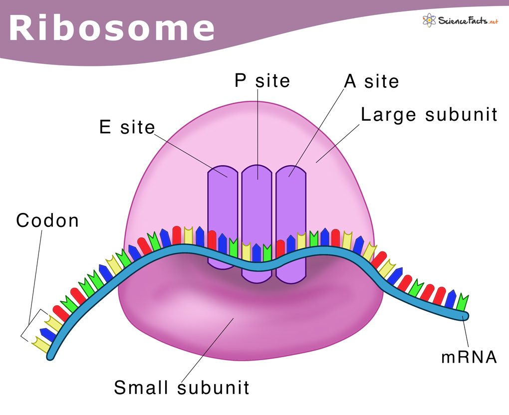 <ul><li><p><span>The small subunit (e.g., 30S) binds to mRNA and ensures fidelity by matching tRNA anticodons to mRNA codons. </span></p></li><li><p><span>The large subunit (e.g., 50S) contains the catalytic site that links amino acids together.</span></p></li><li><p><span>3 tRNA binding sites</span></p><ul><li><p><span><strong>A Site (Aminoacyl):</strong> Binds incoming tRNA with the next amino acid.</span></p></li><li><p><span><strong>P Site (Peptidyl):</strong> Holds the tRNA attached to the growing polypeptide chain.</span></p></li><li><p><span><strong>E Site (Exit):</strong> Releases the deacylated (empty) tRNA</span></p></li></ul></li></ul><p></p>
