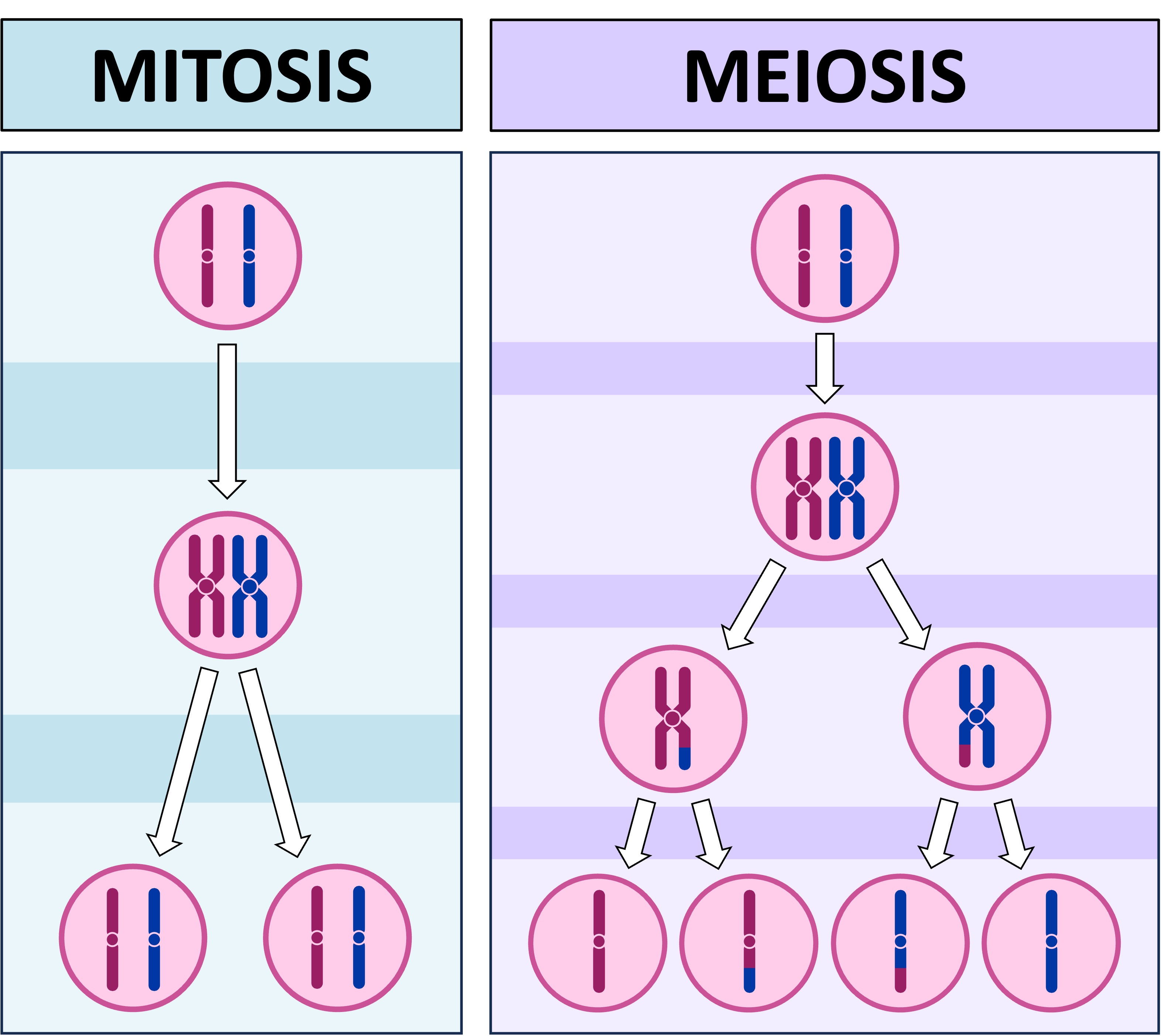 <p>How does meiosis differ from mitosis?</p>