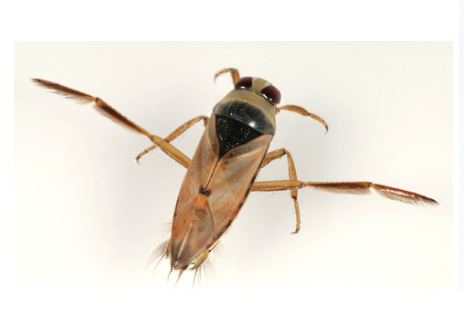 <p>What is the name of this bug </p>