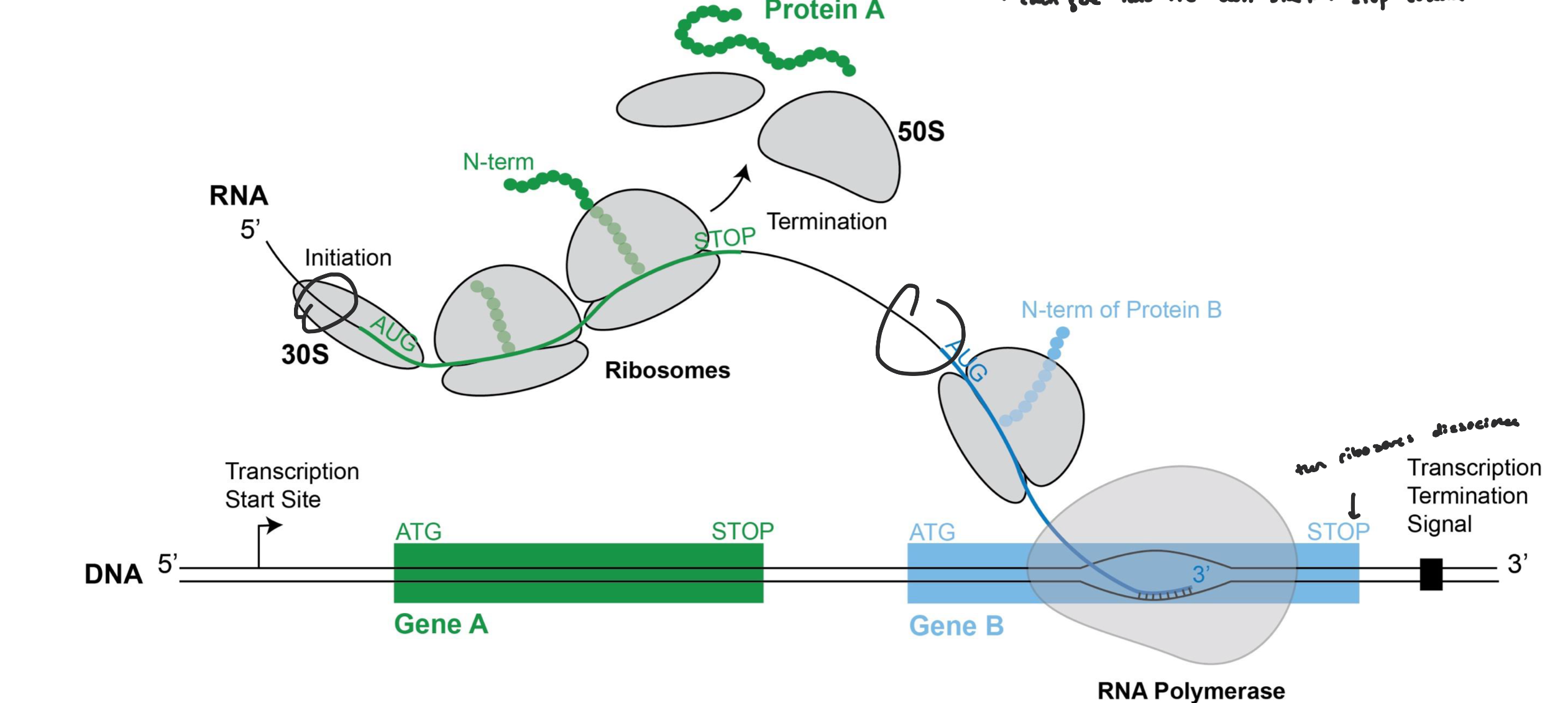 <ul><li><p>an operon is a region of DNA where multiple genes are transcribed together on the same mRNA (often genes that work in the same pathway)</p></li><li><p>that mRNA will translate multiple proteins </p></li><li><p>each protein has its own start and stop codon sites</p></li></ul><p></p>