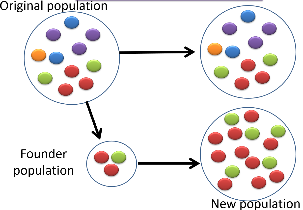 <p>A small group of individuals leaves a population and starts a new population elsewhere</p><p>→ leads to a <u>reduced gene pool and decreased genetic diversity</u></p><p>→rare alleles from the original population may become more common in the new population (may be beneficial, harmful or neutral)</p><p>→allele frequencies in new population are different to the original population</p>