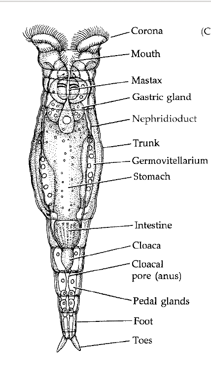 <p><strong>FILO </strong>Rotifera<br><strong>CLASE </strong>Hemirotatoria (Eurotatoria)<br><strong>SUBCLASE </strong>Bdelloidea<br><strong>FAMILIA </strong>Philodinidae<br><strong>GÉNERO </strong><em><u>Rotaria Citrina</u></em><br><strong>CARACTERÍSTICAS </strong>Corona ciliada, boca, mastax, cuerpo alargado, reproducción asexual</p>