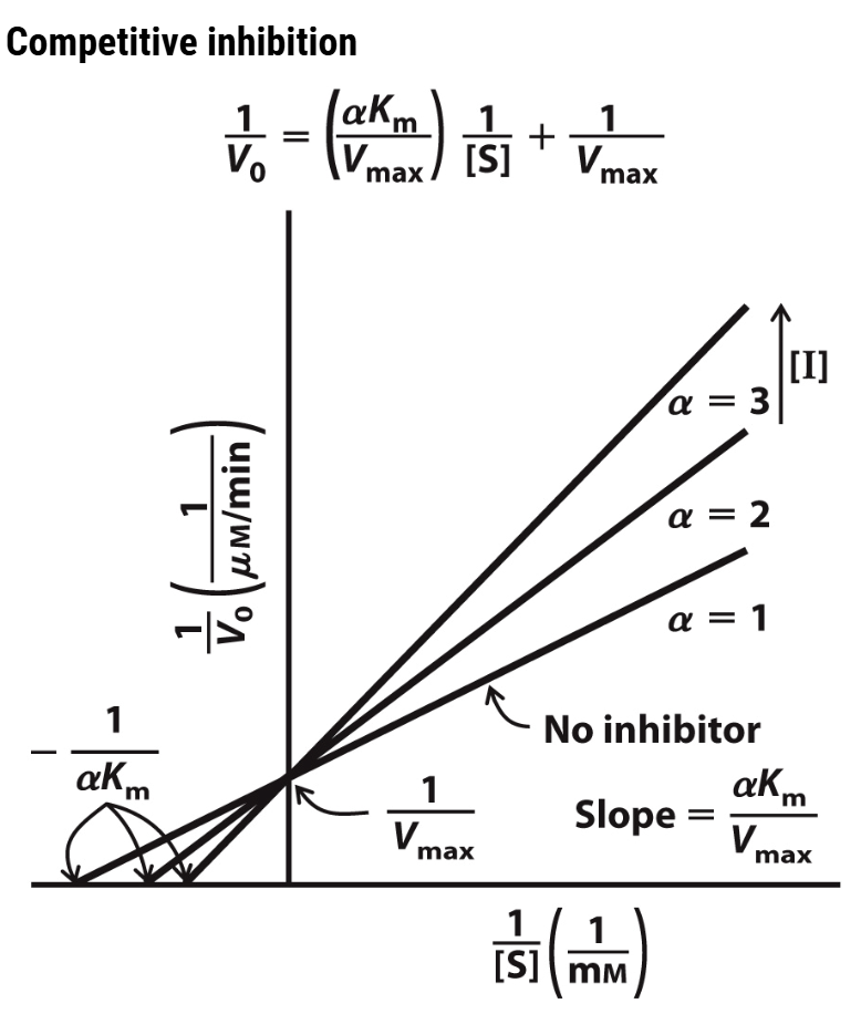 <ul><li><p>Remember, in competitive inhibition, the inhibitor (I) is <em>competing</em>&nbsp;with the substrate. Shovel enough substrate in and you'll eventually out-compete the inhibitor</p></li><li><p>Thus, <span style="color: rgb(238, 189, 149);"><strong><em>V</em><sub>max</sub> doesn't change</strong></span>. We can easily see that in the graph because the lines all intersect the y-axis at the same point</p></li><li><p>However, because you need <em>more</em>&nbsp;substrate to achieve <em>V</em><sub>max</sub>, the <strong><em>apparent</em>&nbsp;<em>K</em><sub>m</sub>&nbsp;(denoted </strong><span><strong>α<em>K</em><sub>m</sub>)&nbsp;</strong></span><strong>changes</strong></p></li><li><p>Note that as the concentration of inhibitor increases, the x-axis intercept shifts to the right; because this represents -1/Km then this means that shifting to the right results in a <strong><em>larger</em>&nbsp;<em>K</em><sub>m</sub></strong></p></li><li><p>Plug in some entirely theoretical numbers to check things:</p><ul><li><p>Without inhibitor, if the x-axis intercept was -2 (assume the units are 1/<span>µM as per the figure)</span>, then that means the Km would be = -(1/-2) = <strong>0.5&nbsp;</strong><span><strong>µM</strong></span></p></li><li><p><span>With inhibitor, if the x-axis intercept was -0.25 (i.e. shifted to the right along the axis), then that means the apparent Km would be = -(1/0.25) = <strong>4&nbsp;µM</strong></span></p></li><li><p><span><strong><em>Therefore, the apparent </em></strong></span><span style="color: rgb(151, 239, 241);"><strong><em>K<sub>m</sub>&nbsp;increases as [I] increases</em></strong></span></p></li></ul></li></ul><p></p>