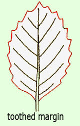 <ul><li><p>edges have small, sharp, or rounded projections resembling teeth </p></li></ul><p></p>