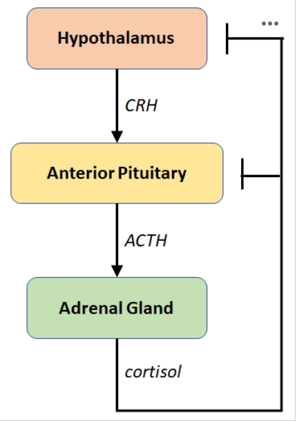 <p><span>Imagine the following situation:&nbsp;&nbsp;The hypothalamus creates a hormone known as CRH.&nbsp;&nbsp;When present, CRH will stimulate the anterior pituitary to create a hormone known as ACTH.&nbsp;&nbsp;ACTH has the ability to act on the adrenal glands, which then produce cortisol.&nbsp;&nbsp;Cortisol has the ability to affect both the hypothalamus and anterior pituitary by stopping each from producing more hormones.&nbsp;&nbsp;</span></p><p><strong>True or False? If cortisol levels are low, the production of CRH will be low.</strong></p>