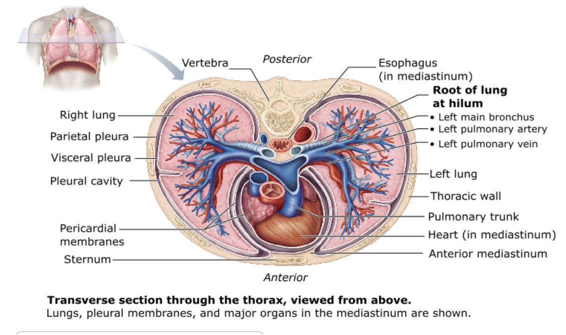 <p>Which of the following cavities surround(s) the lungs alone?</p><table style="min-width: 25px;"><colgroup><col style="min-width: 25px;"></colgroup><tbody><tr><td colspan="1" rowspan="1" style="margin: 0px; padding: 0.3em; position: relative;"><p>mediastinum &nbsp; &nbsp; &nbsp; &nbsp;</p></td></tr><tr><td colspan="1" rowspan="1" style="margin: 0px; padding: 0.3em; position: relative;"><p>pericardial cavity &nbsp; &nbsp; &nbsp; &nbsp;</p></td></tr><tr><td colspan="1" rowspan="1" style="margin: 0px; padding: 0.3em; position: relative;"><p>pleural cavities &nbsp; &nbsp; &nbsp; &nbsp;</p></td></tr><tr><td colspan="1" rowspan="1" style="margin: 0px; padding: 0.3em; position: relative;"><p>thoracic cavity &nbsp;</p></td></tr></tbody></table><p></p>