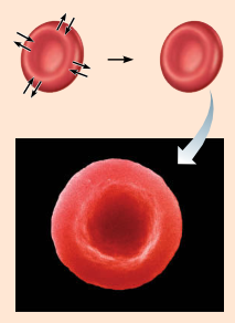 <p>Cells retain their normal size and</p><p>shape in isotonic solutions (same</p><p>solute/water concentration as inside</p><p>cells; no net osmosis).</p>