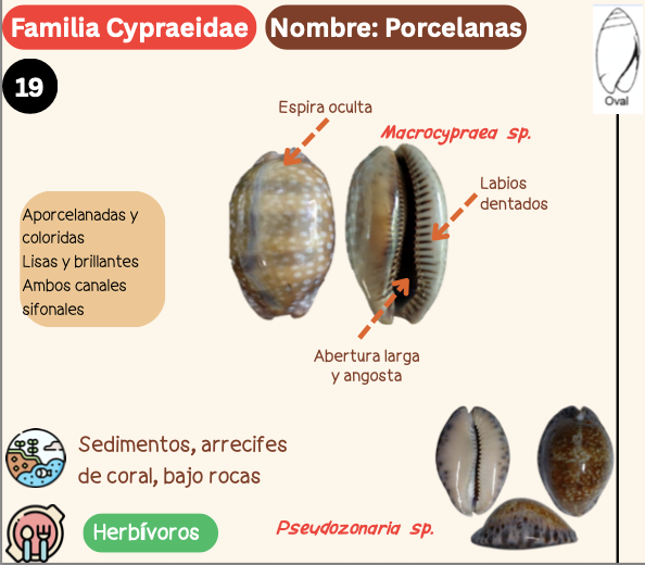 <p><strong>FILO </strong>Mollusca<strong><br>CLASE </strong>Gastropoda<br><strong>SUBCLASE </strong>Caenogastropoda<br><strong>ORDEN </strong>Littorinimorphia<br><strong>FAMILIA </strong>Cypraeidae<br><strong>GÉNERO </strong><em><u>Pseudozonaria sp</u></em><br><strong>NOMBRE COMÚN </strong>Porcelanas<strong><br>CARACTERÍSTICAS </strong>Aporcelanadas y coloridas, lisas y brillantes, ambos canales sifonales.<br><strong>RÁDULA </strong>Tenioglossa<strong><br>ALIMENTACIÓN  </strong>Herbívoros<strong><br>HÁBITAT </strong>Sedimentos, arrecífes de coral, bajo rocas.</p>
