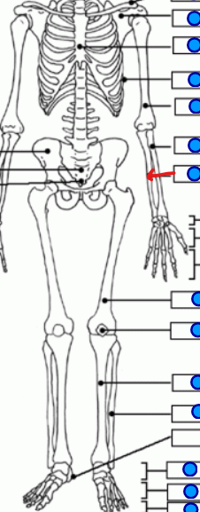 <p>the medial lower arm bone </p>