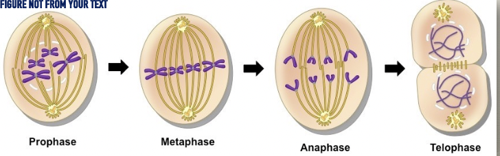 <p>contents of the nucleus are divided and distributed, and duplicated chromosomes are aligned, separated, and moved to opposite poles of the cell</p><ol><li><p>prophase</p></li><li><p>metaphase</p></li><li><p>anaphase</p></li><li><p>telophase</p></li></ol><p>cytokinesis follows this </p><p></p>