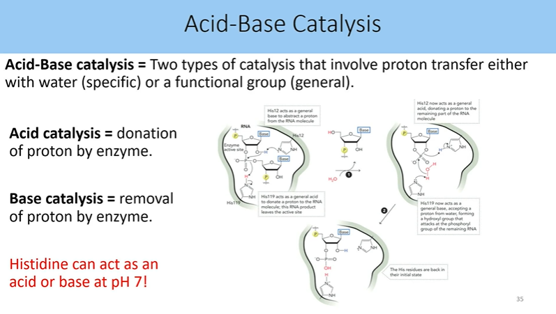 <p>two types of catalysis that involve proton transer either with water (specific) or functional group (general)</p><ul><li><p>acid catalysis = donation of proton by enzye</p></li><li><p>base cata = removal of proton by enzyme</p></li></ul><p></p>