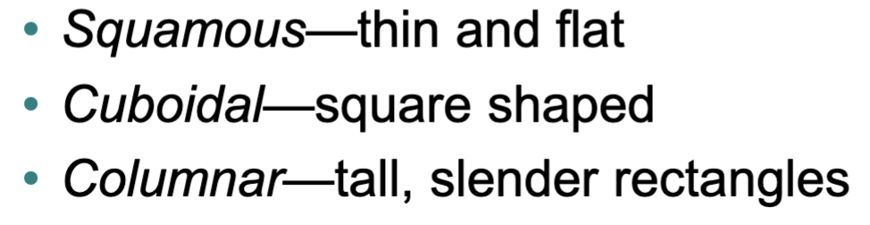 <p>Thin and flat</p>