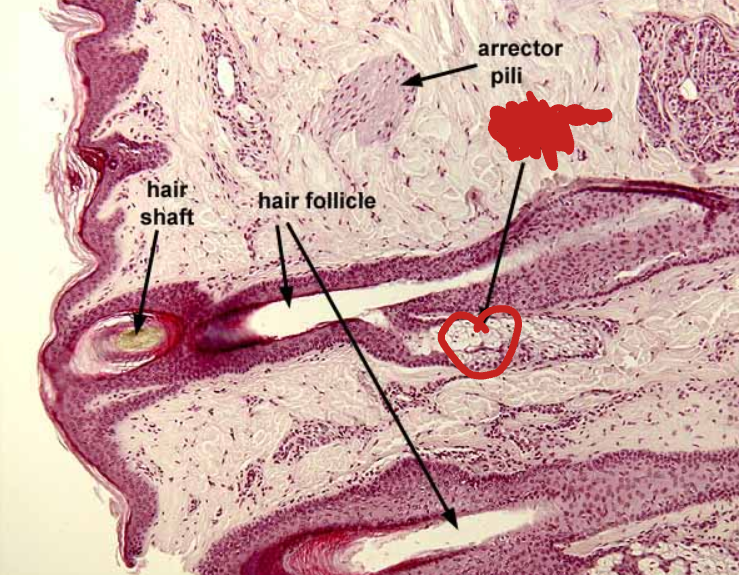 <p>Identify the labeled structure:</p>