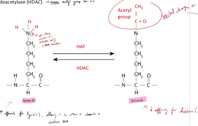 <p>What are HAT and HDAC?</p>
