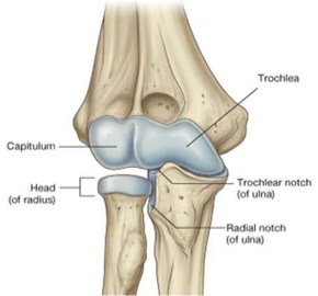 <p>Humeroulnar joint<br>pure flexion and extension<br>-what limits extension passively </p>